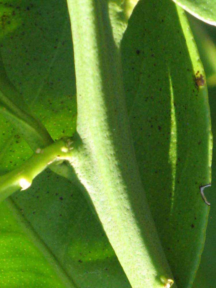            First year twig (Winter Haven, FL)   